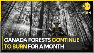 Over 10 million acres of land burnt to ground in wildfires | Latest World News | English News | WION