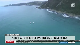 Яхта столкнулась с китом: погибли 5 человек