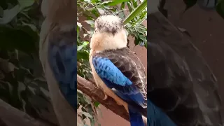 Blue-winged kukabara:)Кукабара синьокрила