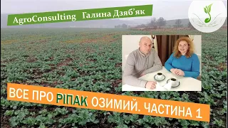 Урожайність ріпаку 6 т/га. Технологією вирощування ділиться Ярослав Бай. Осінній період