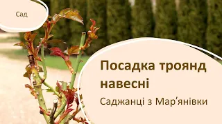 Як висаджувати троянди навесні. Огляд троянд з Мар'янівки