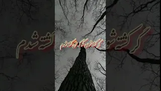 مولانا چی زیبا گفت