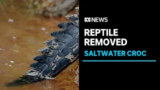 Large croc captured at one of the Northern Territory's most popular waterfalls | ABC News