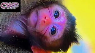 Good young mum monkey doing her best to nurse | Animal Wildature