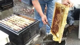 飛來蜜養蜂場採蜜過程