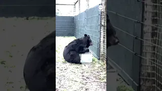 Scottish zoo welcomes black bear which survived war in Ukraine