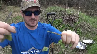 Picking and cooking with the INVASIVE Garlic Mustard plant | Wild Pesto | Wild Horseradish | Recipe