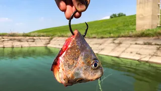 A NEW SPECIES was Living in This CONCRETE PIT!!! (Surprise Catch!)