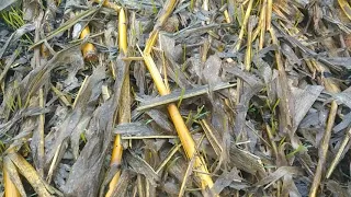 29.11.2020 перший листок озимої пшениці, після кукурудзи на зерно (прямий посів)