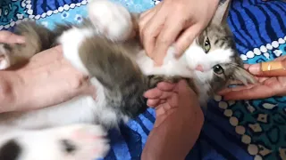 When too many hands are petting