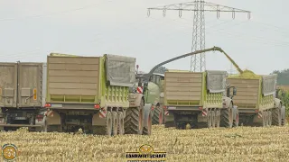 Wir Häckseln ein 2,5km Lages Feld mit 3,80m Mais! Das schaffen wir nur mit Vielen Abfuhrgespannen