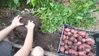 "Картошка в вёдрах"- огород в контейнере