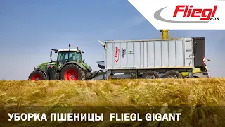 Уборка пшеницы  CLAAS, Fliegl Gigant ASW 270