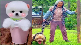 Tik Tok Chó Phốc Sóc Mini 😍 Funny and Cute Pomeranian #260