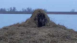 Late Season Duck Hunt in the Rice