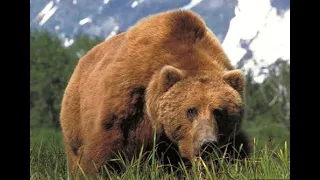 Top 5 Brown Bear Cartridges