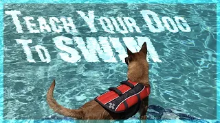 How to Teach Your Dog to Swim.