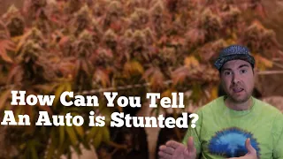 Autoflower Info Q&A - How Can You Tell An Auto is Stunted?