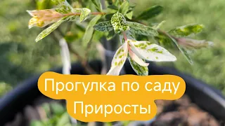 Прогулка по саду / Приросты / весна