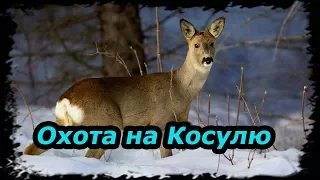 Охота на Косулю Загоном.