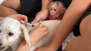 Super smart! Monkey BiBi wakes up his father to take Lu for vaccination