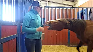 Starting a fearful mare - New horse training series!