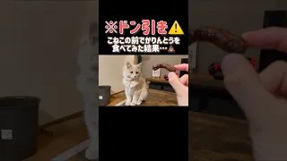 【ドン引き⚠️】子猫の前でかりんとうを食べてみた結果…w