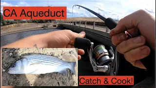 CA Aqueduct Striper Fishing and Catfish Catch and Cook! (Tracy)