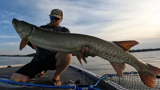 GIANT MUSKIES (150+ inches on 3 muskies) in 2 hours.