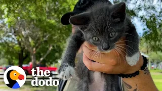Couple Falls In Love With Kitten They Find At Park | The Dodo