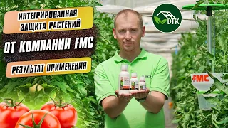 Результат применения ИНТЕГРИРОВАННОЙ ЗАЩИТЫ РАСТЕНИЙ от компании FMC в теплицах Киссон. "DTK"