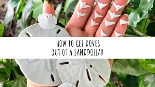 How to take doves out of sand dollars