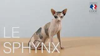 Tutocat - le Sphynx