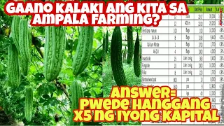 Ganito Kalaki ang Iyong kikitain VS. gastos sa Ampalaya Farming