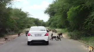 Largest Baboon Troop Roadblock In Kruger National Park