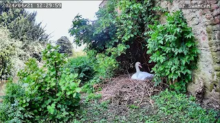 Епископский дворец и сады. Лебеди  - The Bishop's Palace and Gardens. Swans