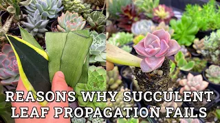 Main Reasons Why Leaf Propagations Fail To Grow