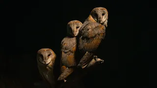 Owl Man II - Return of the Owl