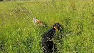 Bonni, Gordon Setter and 11 month old Bella, Bracco Italiano hunting cock pheasant.