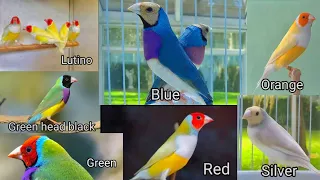 gouldian finch price in pakistan 2024 || latest update full information / How much is Price running?