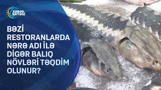 Bəzi restoranlarda nərə adı ilə digər balıq növləri təqdim olunur?