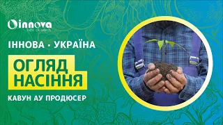 Сорт кавуна АУ Продюсер. Огляд насіння та опис кавуна від Іннова Україна