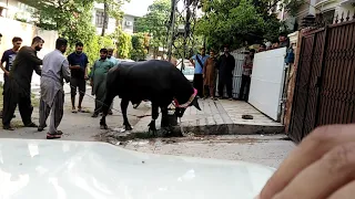 Dangerous cow Qurbani 2021