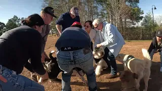 American Bulldog attacks new dog in park