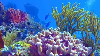 Planet Earth, The Undersea World (4K) - A Underwater 3D Channel Film