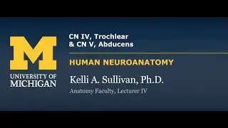 Nervous System: Trochlear Nerve (CN IV) & Abducens Nerve (CN VI)