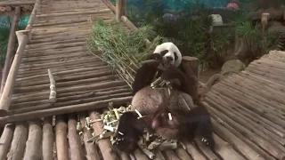 панда ест бамбук The craziest Panda