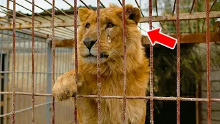 Circus Lion Spends 13 Years in Tiny Cage, Then This Happens When He Feels Free for the First Time!