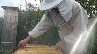 Пчелы 05 06 09 23 кормим
