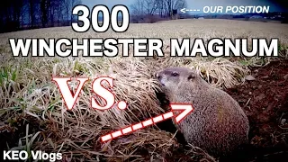 300 Winchester Magnum Vs. Groundhog (Who Will Win)